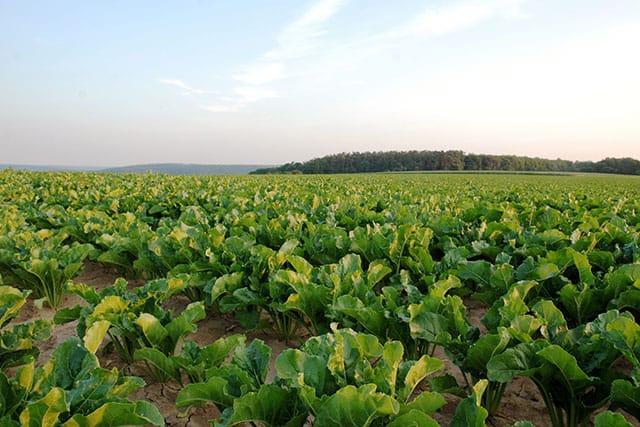 Campo di barbabietola da zucchero, coltura usata per produrre bioetanolo