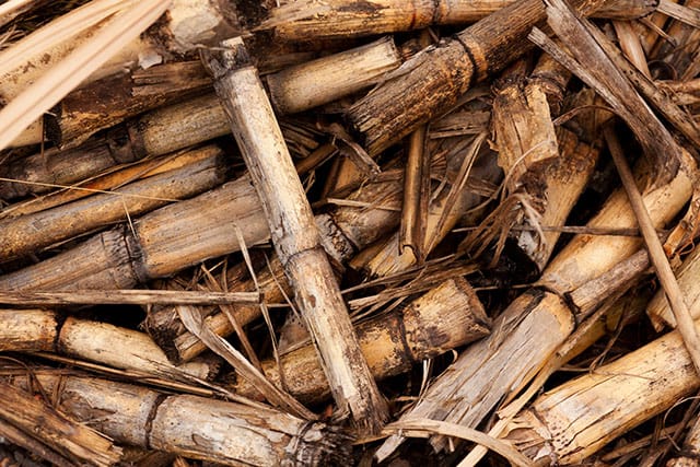 Residui secchi di canna e stocchi, biomassa lignocellulosica per il bioetanolo di seconda generazione