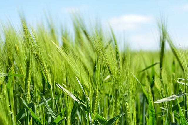 Coltivazione di frumento verde, fonte rinnovabile di bioetanolo